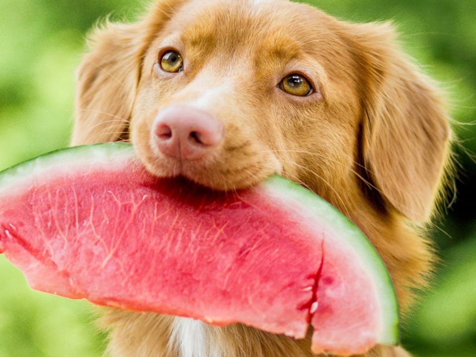 Go to "What Fruits Can My Dog Eat?" article