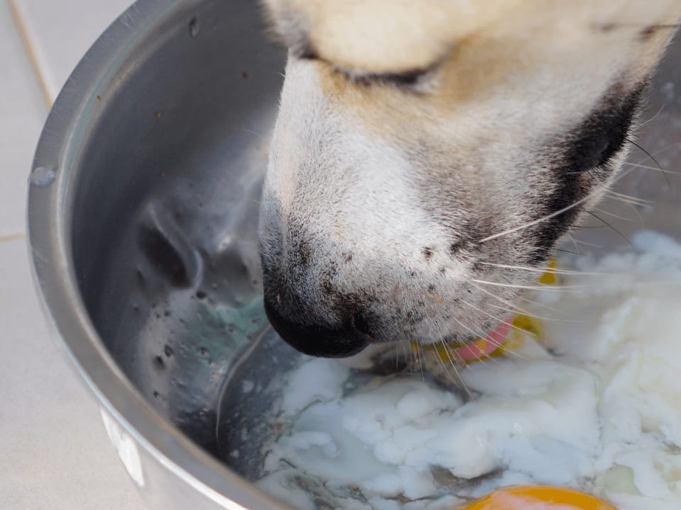 Go to "Can Dogs Eat Eggs?" article