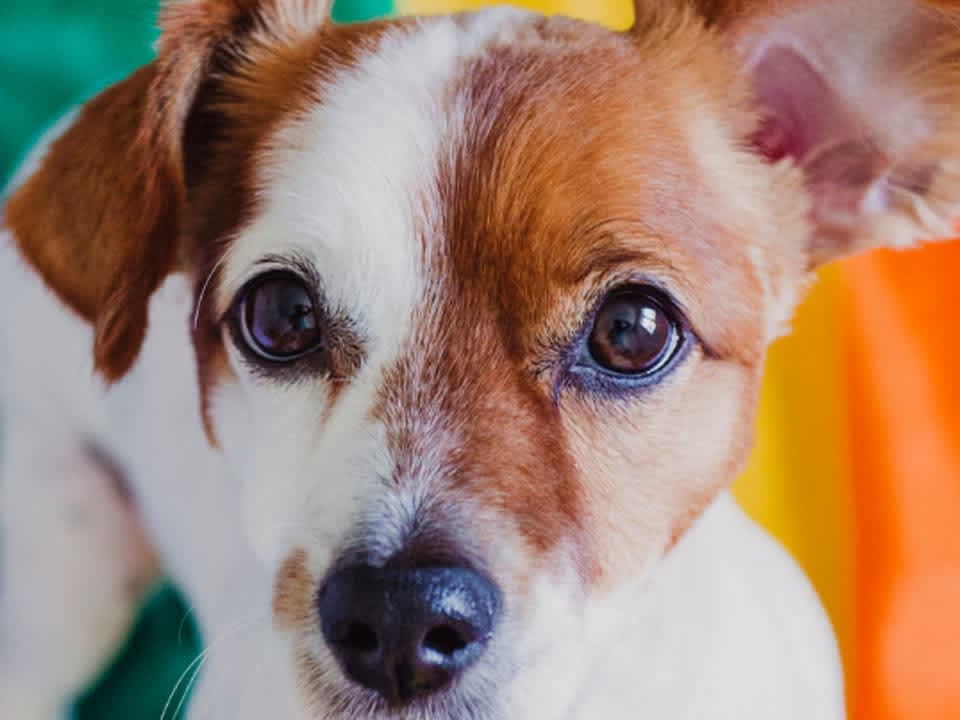 Go to "7 Ways to Celebrate Pride with Your Dog" article