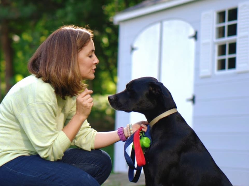 Go to "The Best Parts: Dog Mom Edition" article