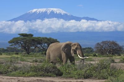 Portland Business Can Guide You Through Africa