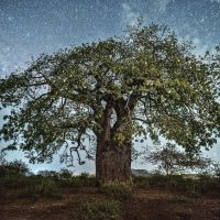 A Baobab Tree