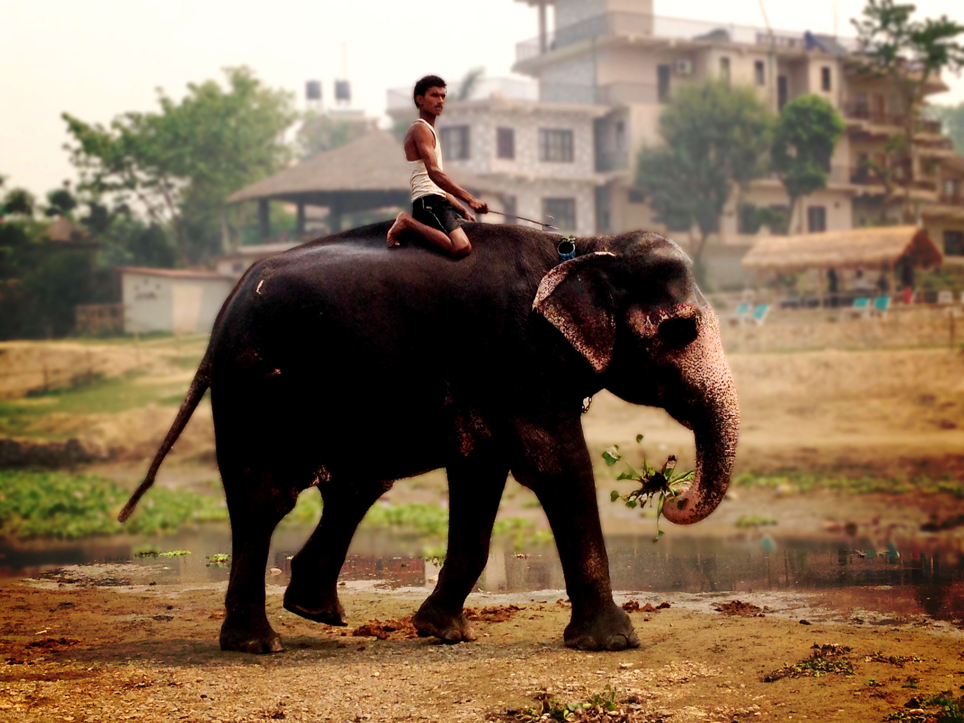 Embark Exploration Co Elephant Rider Embark Exploration Co