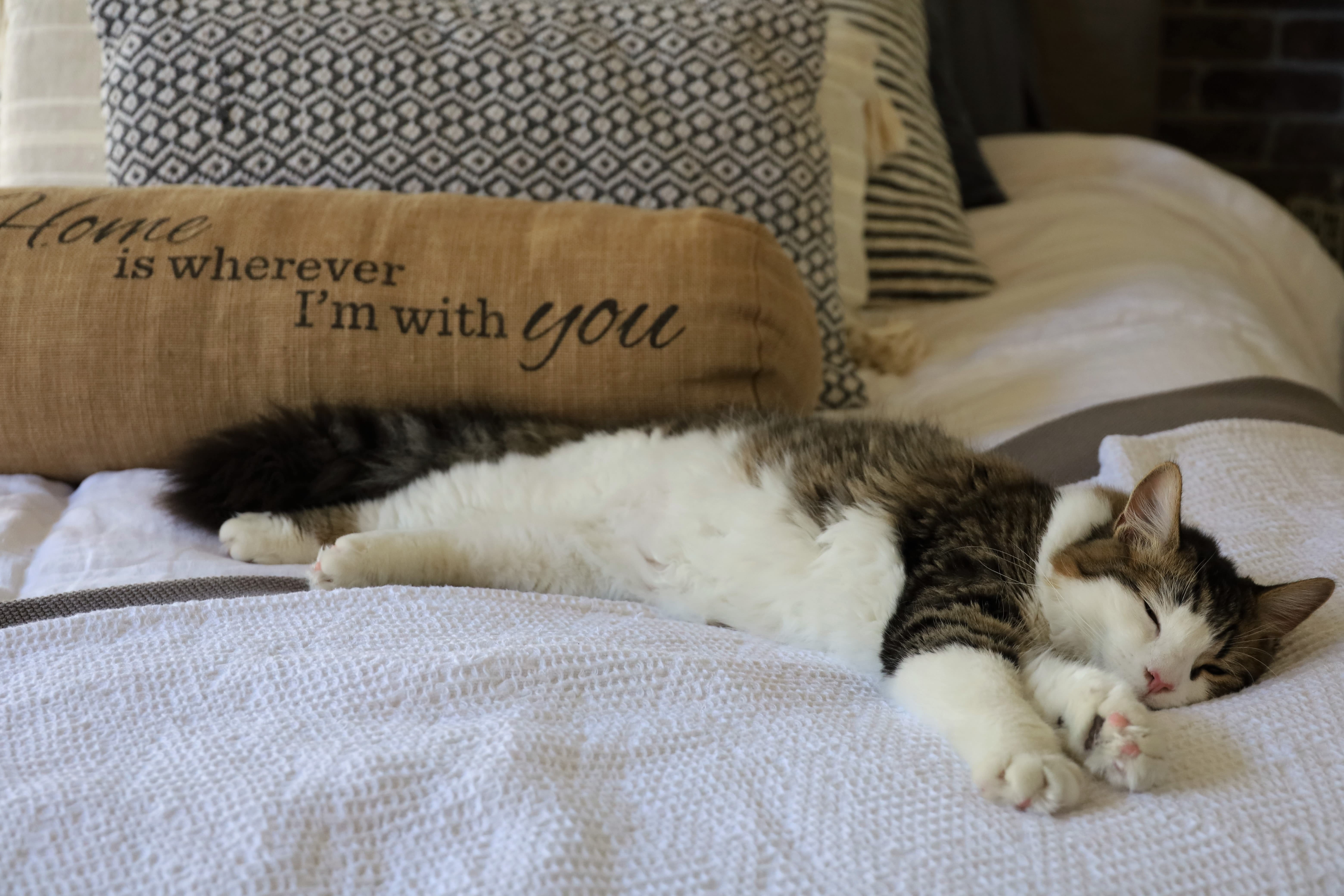 Quais são as regras de condomínio relacionada aos pets? Na imagem pode-se ver um gato branco com pelos misturados em cima de uma cama dormindo.
