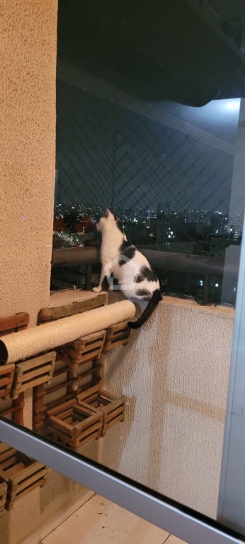 Imagem do imóvel ID-141962 na Avenida Padres Olivetanos, Vila Esperança, São Paulo - SP