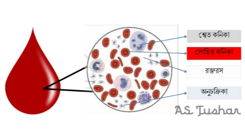 রক্ত ও রক্তের উপাদান