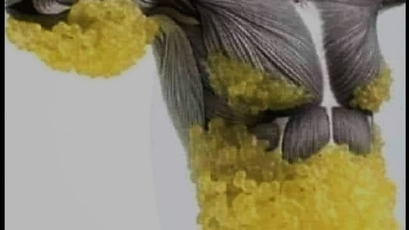 মানবদেহে ফ্যাট জমে থাকার জায়গা সমূহ