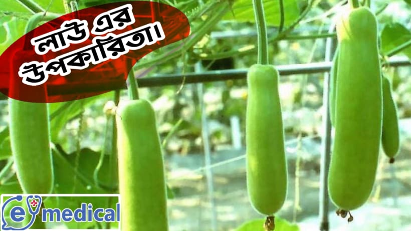 লাউ এর উপকারিতা।