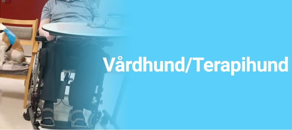Vård- & terapihundprogrammet - Svenska terapihundskolan Vård- & terapihundprogrammet - Svenska terapihundskolan