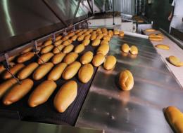 Cursus Bakkerijtechnologie - HAS Kennistransfer Cursus Bakkerijtechnologie - HAS Kennistransfer