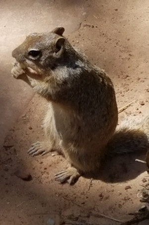 Wildlife Gallery