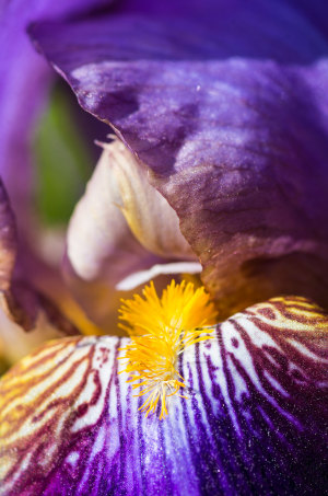 Macro Gallery
