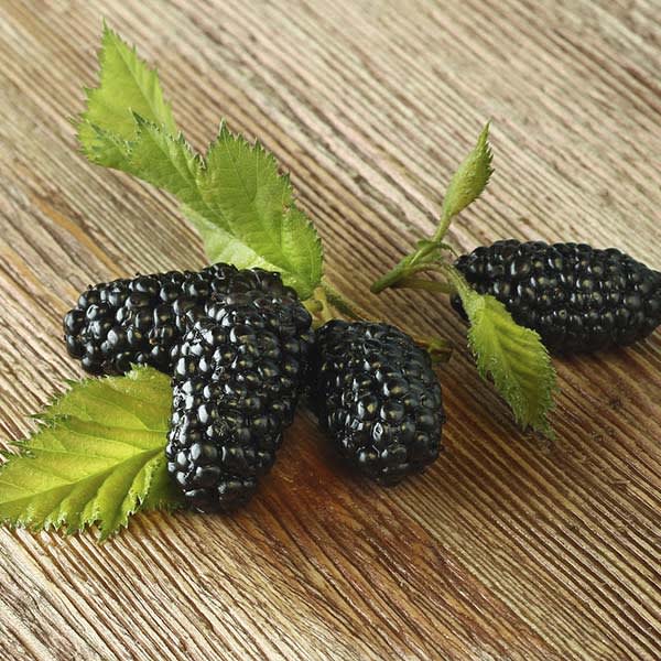 Şebinkarahisar Doğal Karadut (Taze Hasat)