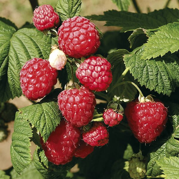 Şebinkarahisar Doğal Dağ Ahududusu (Taze Hasat)