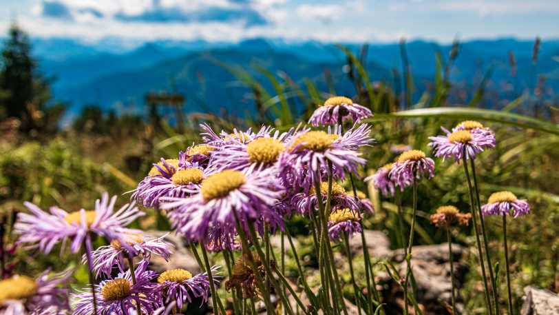 Walking the Kitzbuhel Alps Trail — view 4