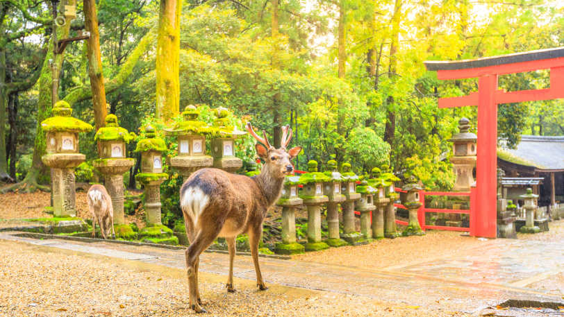 Walk the Kumano Kodo — view 6