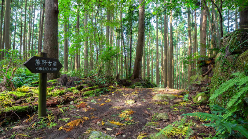 Pilgrimage: The Kumano Kodo Nakahechi Pilgrimage Path – Takijiri to Mount Nachi — view 5