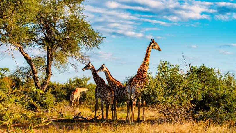 Giraffes in Kruger