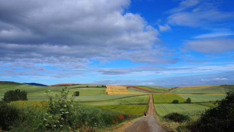 Camino Frances: Stage 2 – Logrono to Burgos — view 2