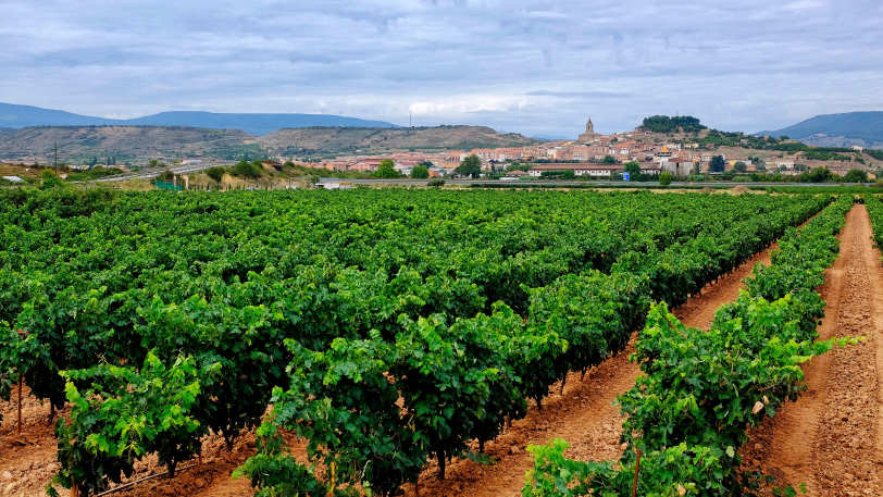 Camino Frances: Stage 2 – Logrono to Burgos — view 8