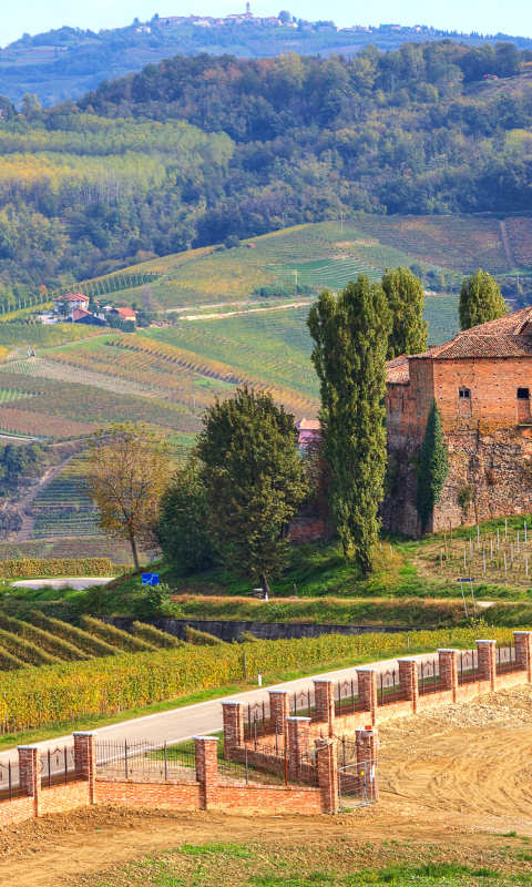 Vineyards of Langhe in Piedmont, Northern Italy.