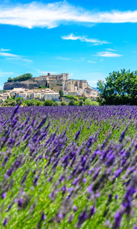 Gordes with fields of lavender in the foreground