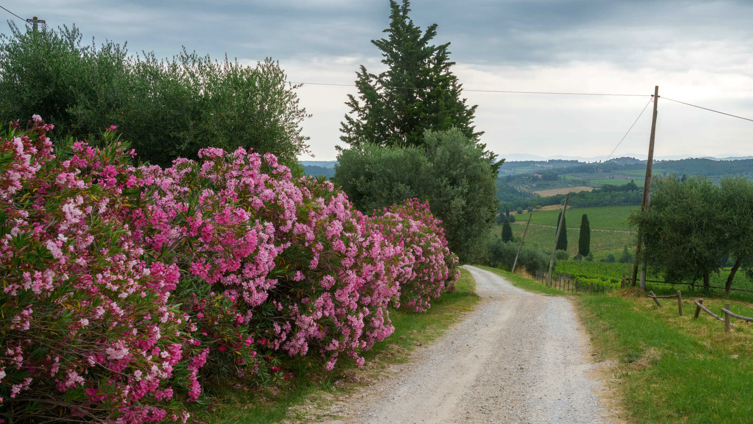 Cycle the Sienese Hills