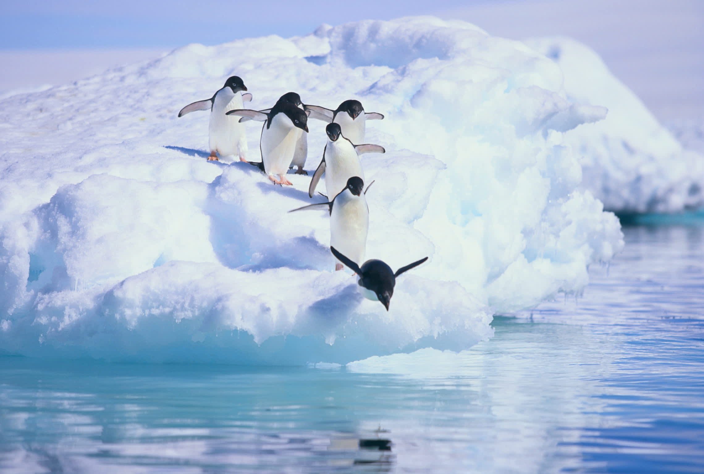 Adelie penguins