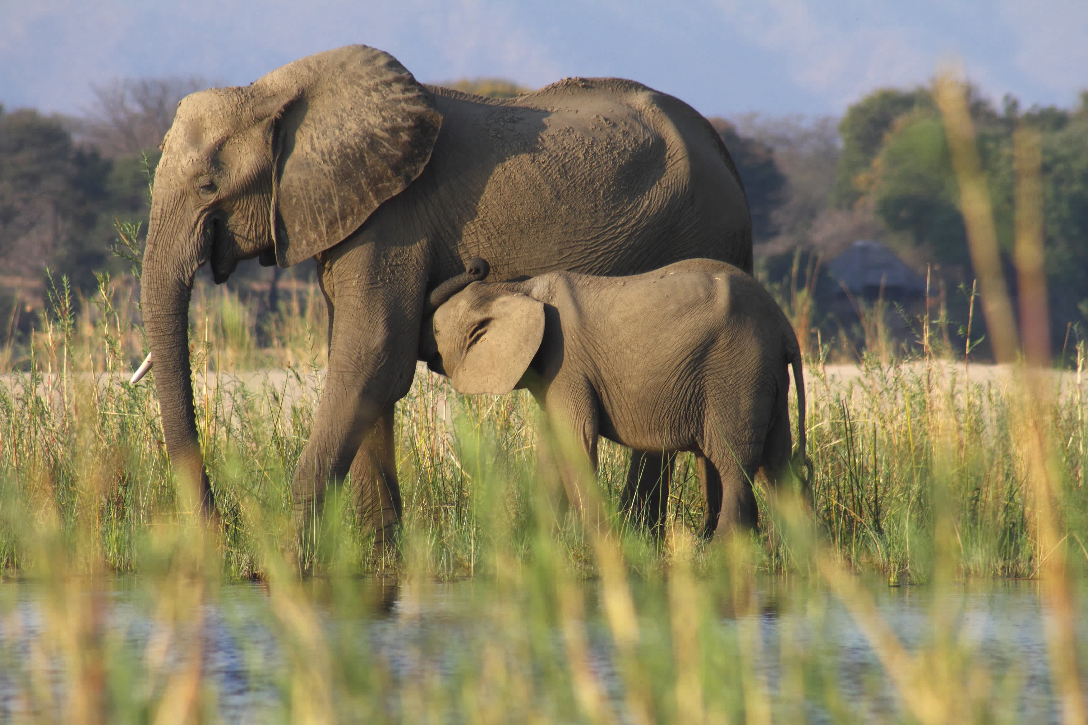 In safety, Zambia