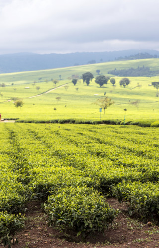 Best Time to Visit Kenya