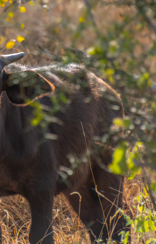 Best Time to Visit Kenya