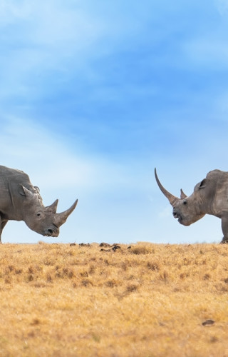 Best Time to Visit Kenya