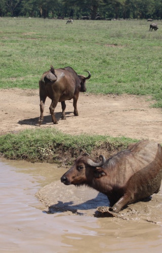 Best Time to Visit Kenya