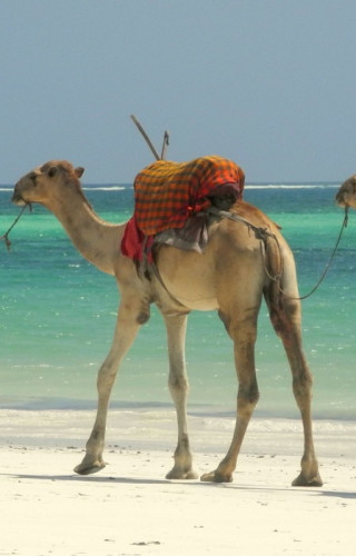 Best Time to Visit Kenya