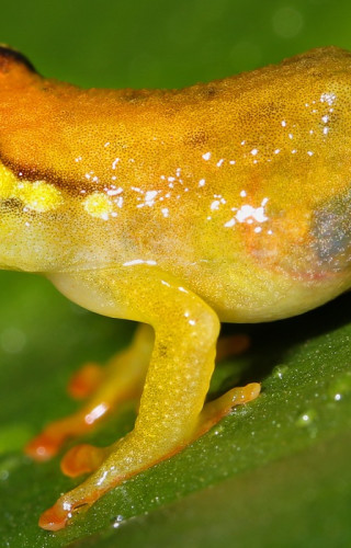 Tansania