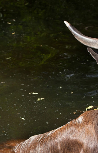 Best Time to Visit Kenya