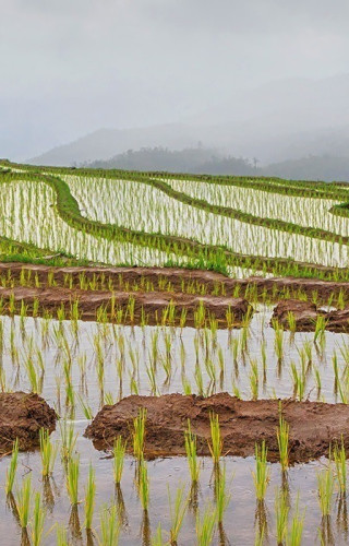 Laos