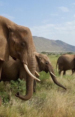 Best Time to Visit Kenya