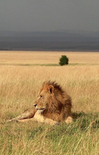 Best Time to Visit Kenya