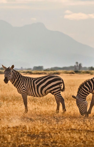 Best Time to Visit Kenya