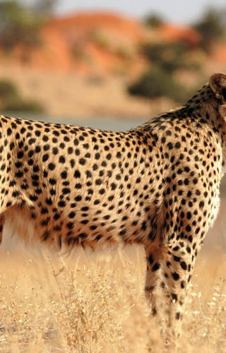 Namibia