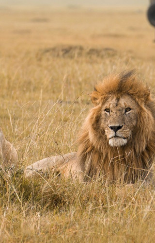 Best Time to Visit Kenya