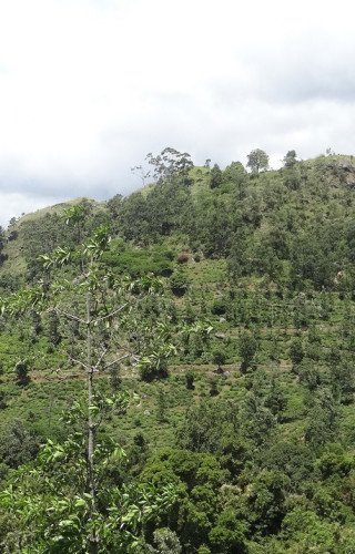 Sri Lanka