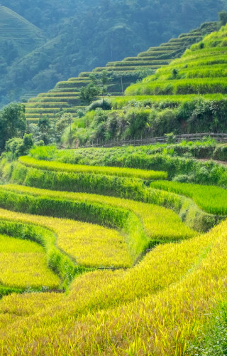 Vietnam