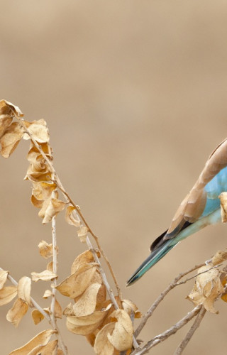 Best Time to Visit Kenya