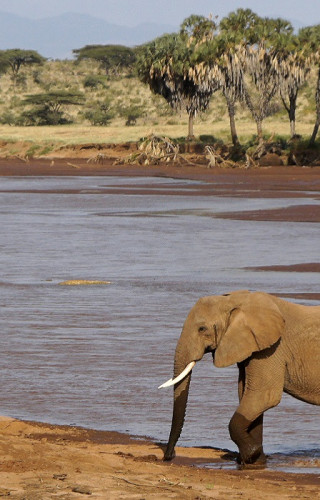 Best Time to Visit Kenya