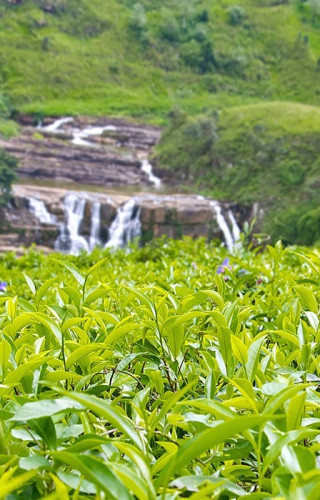 Sri Lanka