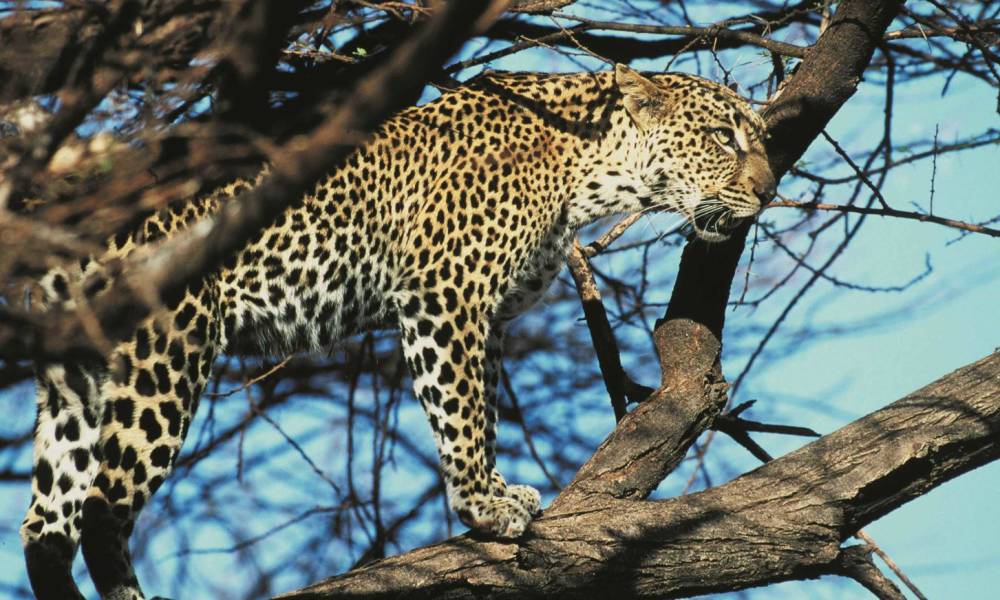 Kenia oder Tansania Safari Reiseziele Enchanting Travels