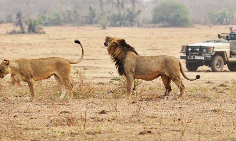 Kenia oder Tansania Safari Reiseziele Enchanting Travels