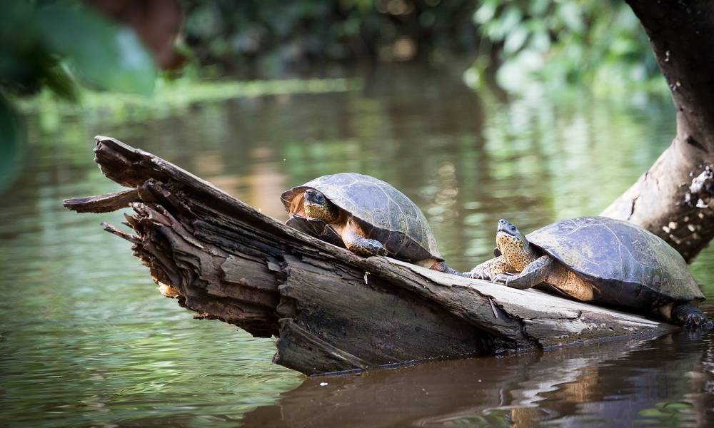 Turtles sunbathing in Tortuguero
